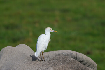 white great egret sits on the back of an elephant
