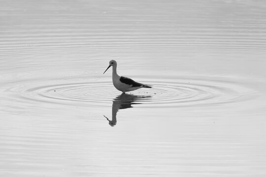 black and white picture of a greenshank bird in a ring of water
