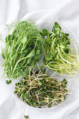 healthy food. Fresh microgreen radish, sunflower, peas