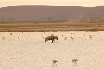 a single wildebeest wades through a flat lake in Amboseli NP