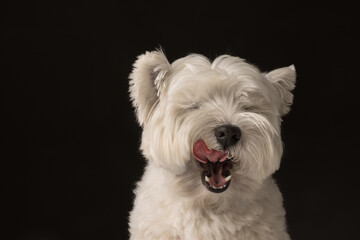 West Highland White Terrier dog licks his lips against a dark background