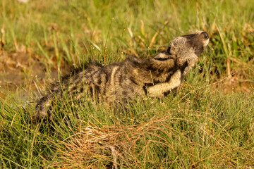 civet cat in Amboseli NP