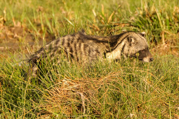 civet cat in Amboseli NP