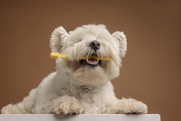 dog holding a toothbrush in his teeth on a clean brown background