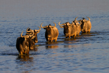 a herd of wildebeests crosses a flat lake in Amboseli NP at sunset