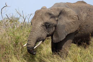 Obraz premium Afrikanischer Elefant mit verletztem Rüssel / African elephant with an injured trunk / Loxodonta africana..