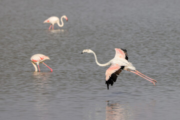 flamingos in the lake