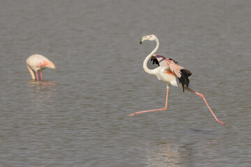 Fototapeta premium A flamingo runs across water while landing on a lake