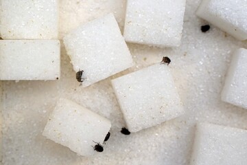 Many insects on refined sugar cubes.