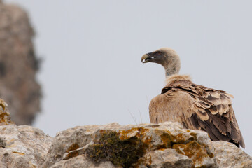 Solitario buitre leonado sobre roca del precicipio en el Alt de les pedreres en Alcoi, España