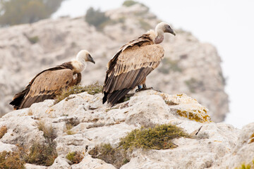 Dos Gyps fulvus preparandose para alzar el vuelo en el parque natural Sierra de Mariola, Alcoi, España
