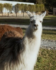llama in a zoo