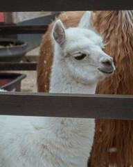 white llama portrait © Jonndrew