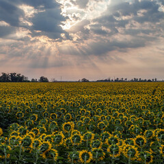 A blooming sunflower in a field under beautiful clouds with sunlight breaking through them