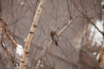 blackbird sitting on a birch branch singing, winter white background, top view