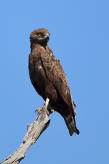 Einfarb-Schlangenadler / Brown snake eagle / Circaetus cinereus