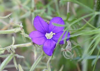 Macrophotographie d'une petite fleur violette de  Légousie miroir-de-Vénus (Legousia speculum-veneris) dans la nature
