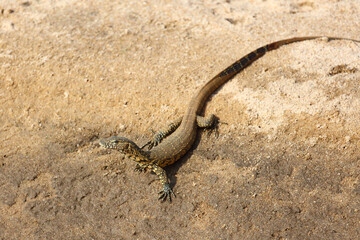 Nilwaran / Nile monitor / Varanus niloticus