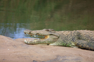 Nilkrokodil / Nile crocodile / Crocodylus niloticus