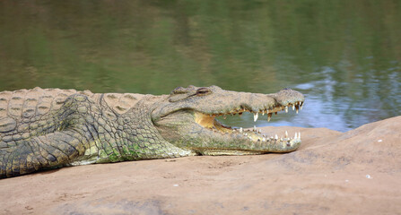 Nilkrokodil / Nile crocodile / Crocodylus niloticus..