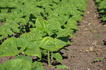 field with rows of young sunflowers. rows of young, green, weed-free sunflowers. A young sunflower grows in a field.