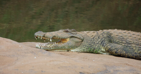 Nilkrokodil / Nile crocodile / Crocodylus niloticus