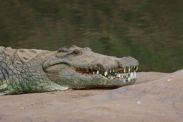 Nilkrokodil / Nile crocodile / Crocodylus niloticus..