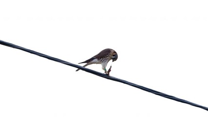 American Kestrel eating and swallowing a mouse wild sitting on a wire.