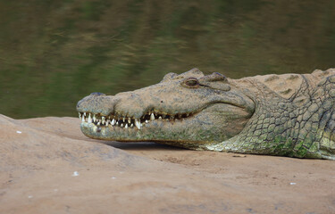 Obraz premium Nilkrokodil / Nile crocodile / Crocodylus niloticus..