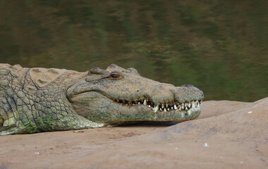 Nilkrokodil / Nile crocodile / Crocodylus niloticus..