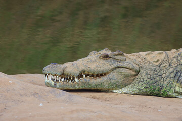 Obraz premium Nilkrokodil / Nile crocodile / Crocodylus niloticus..