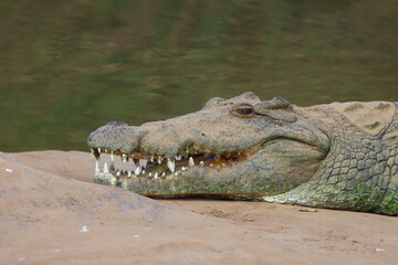 Nilkrokodil / Nile crocodile / Crocodylus niloticus..