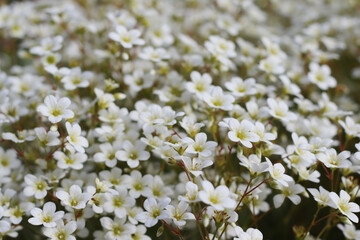Closeup small white flower background photo. Spring Summer rockery flower plant. Selective focus. 