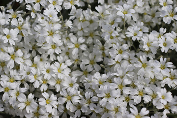 Closeup small white flower background photo. Spring Summer rockery flower plant. Selective focus. 