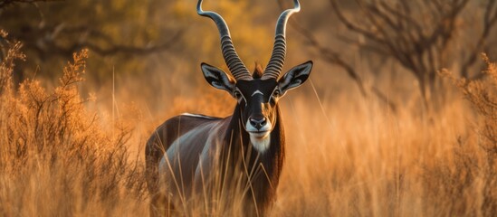 A male antelope walking alone in the middle of the savanna grassland