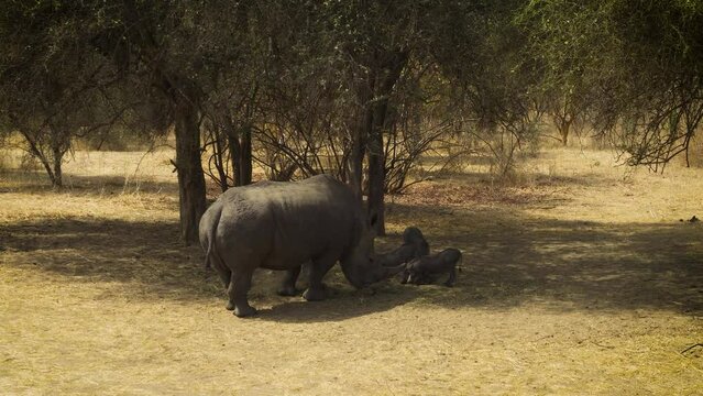 Rhino and three warthogs feeding in the dry savanna of Bandia Reserve, Senegal. 4K UHD video.
