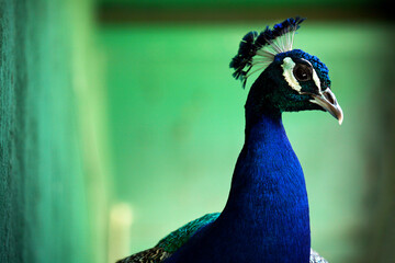 Horizontal close up of a Blue Peacock against a greenish bokeh background. - Powered by Adobe