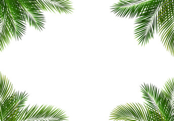 Fototapeta na wymiar frame of palm leaves