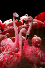 Naklejka premium A Flamboyance of three pink flamingoes standing in front of other bokeh flamingos and a dark background.