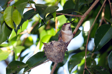 A horizontal photo of a hummingbird in a tree with lush green leaves watching over its baby in a nest.