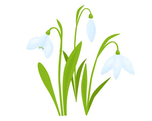 Snowdrop flowers composition, first spring flowers in bloom. White flower with green leaves. Vector illustration