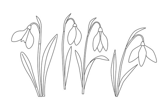  Snowdrop flowers composition, first spring flowers in bloom. White flower with green leaves. line art vector illustration, outline style.