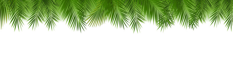 Fototapeta premium Green Palm Leaf Border Isolated White Background