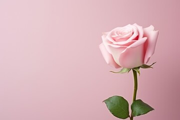 Beautiful pink rose blossom with copy space, Valentine's day, Mother's day, Women's Day and love concept
