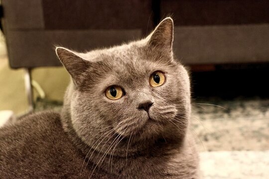 Britisch Kurzhaar Karter grau mit gelben Augen, Kopf der Katze blickt den Betrachter an