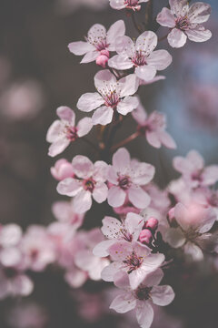 Frühling © jessiew78
