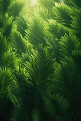 Sunlight filtering through the foliage of a tree. Perfect for nature and outdoor themes
