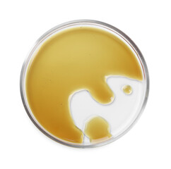 Petri dish with color liquid sample isolated on white, top view