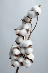 Beautiful cotton branch with fluffy flowers on light grey background