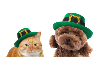 St. Patrick's day celebration. Cute dog and cat in leprechaun hats on white background. Banner...